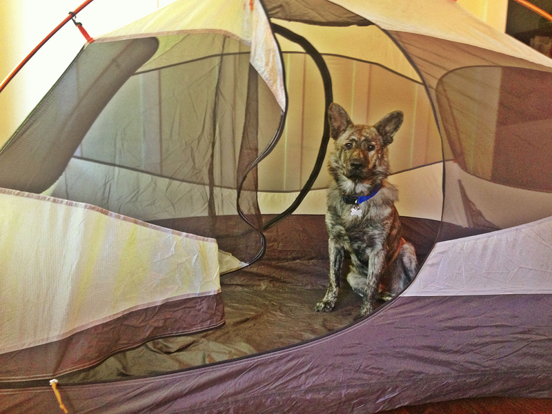 Illustration for article titled How To Take Your Dog Camping